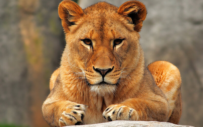 Lion Cub Lying Down — Brown, Calm, Photograph, Rock, Forest