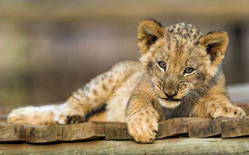 Lion Cub Lying Down — Brown, Calm, Photograph, Wooden Surface