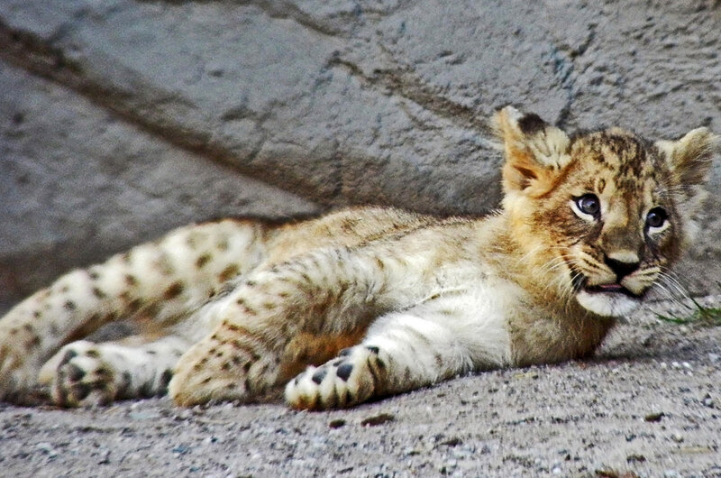Lion Cub Lying Down — Brown, Calm