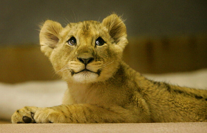 Lion Cub Lying Down — Brown