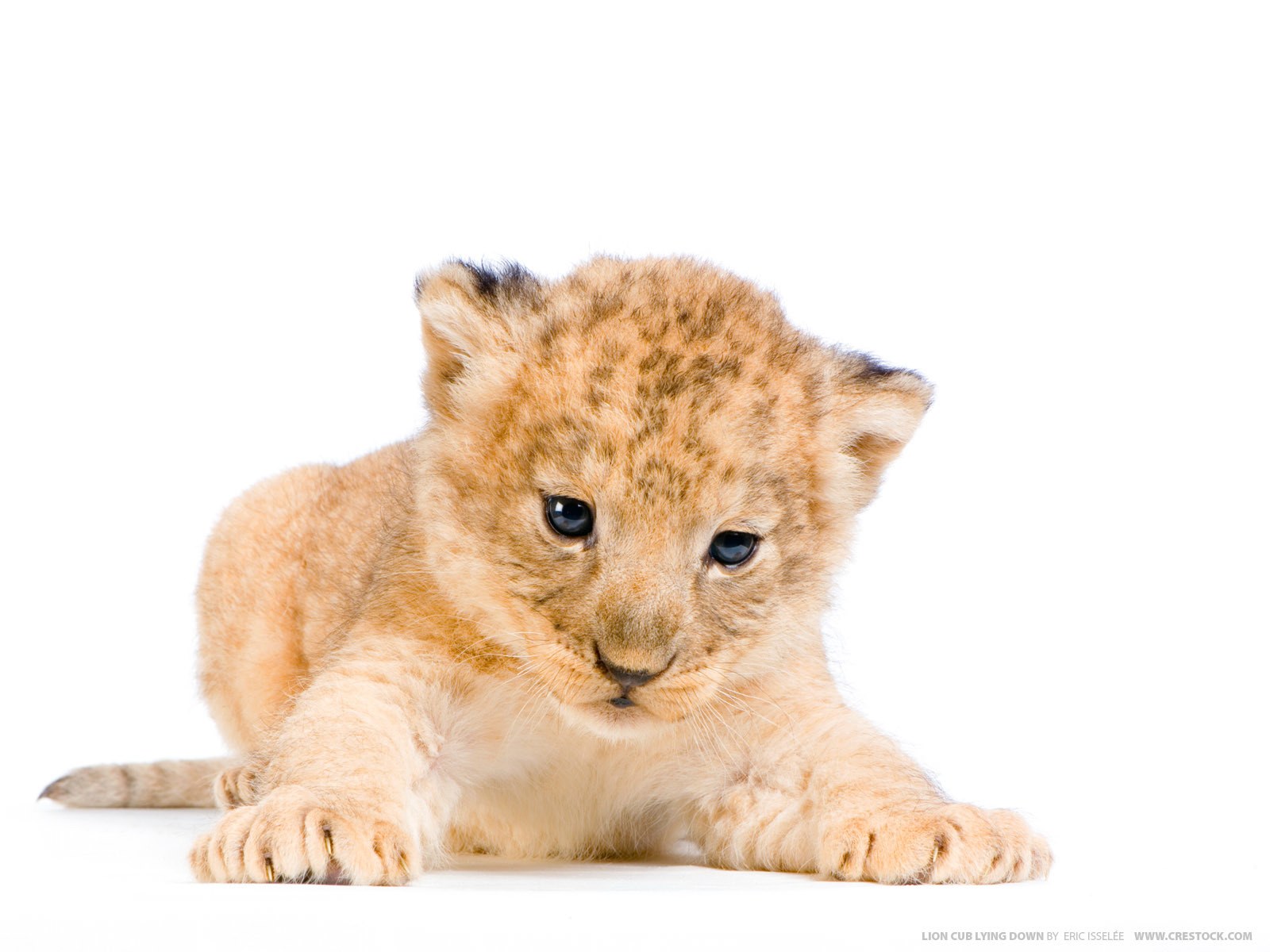 lion cub lying down