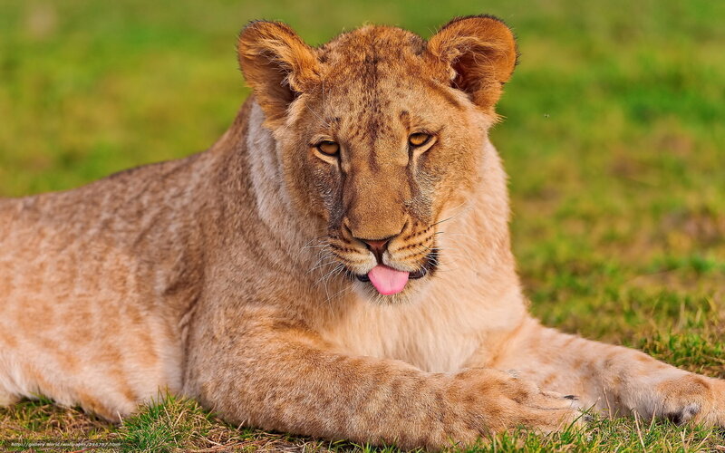 lion cub lying on grass