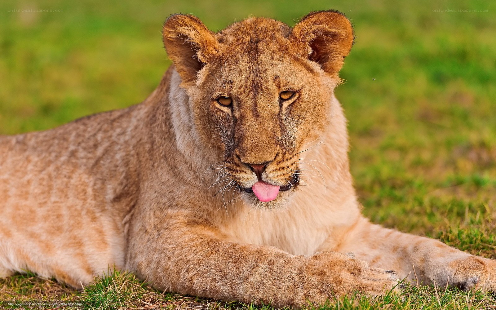 lion cub lying on grass