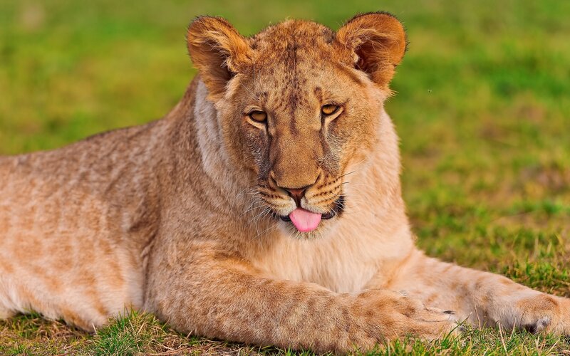 Lion cub lying on grass