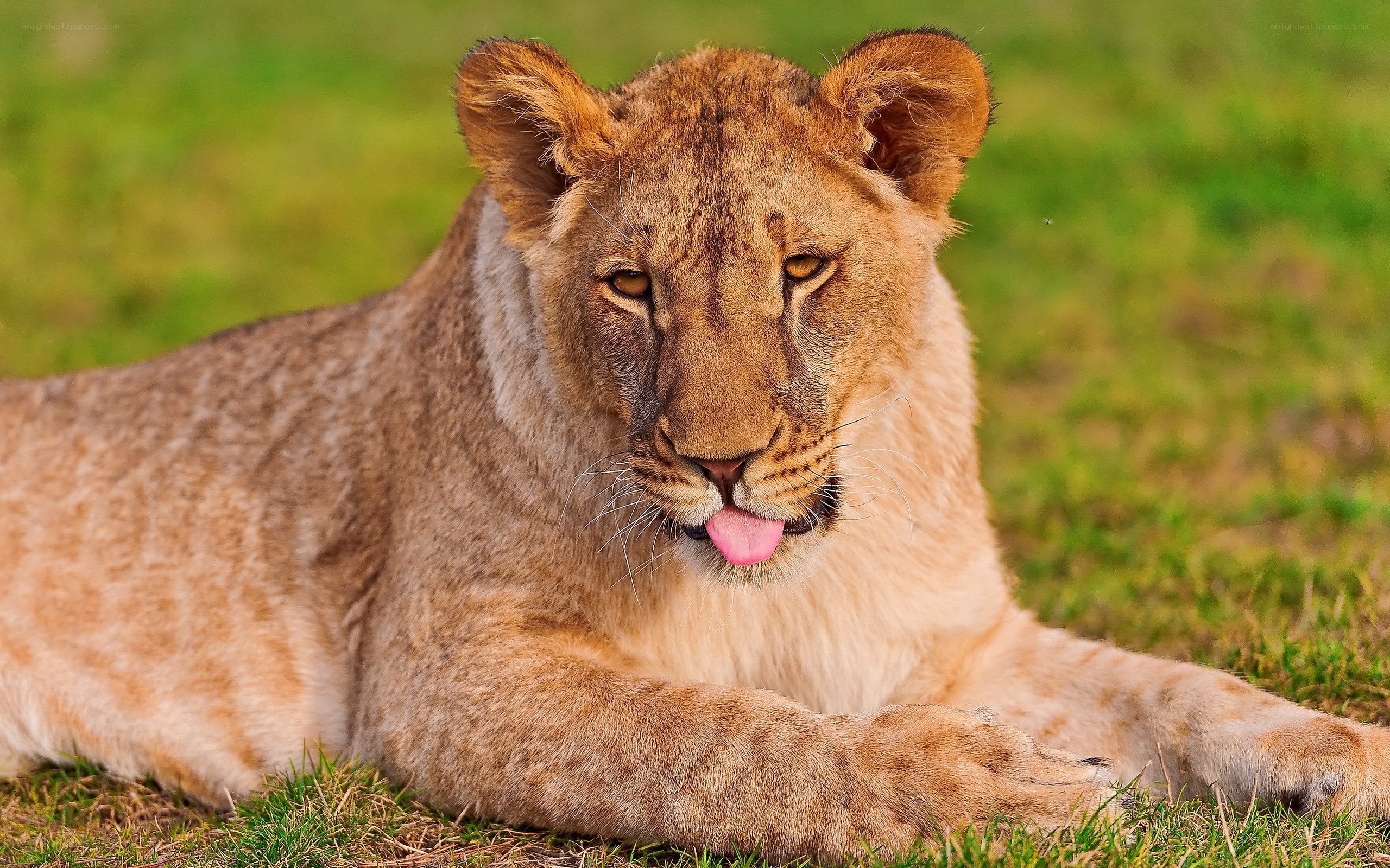 Lion cub lying on grass