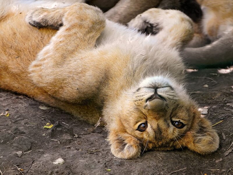 Lion cub lying on its back