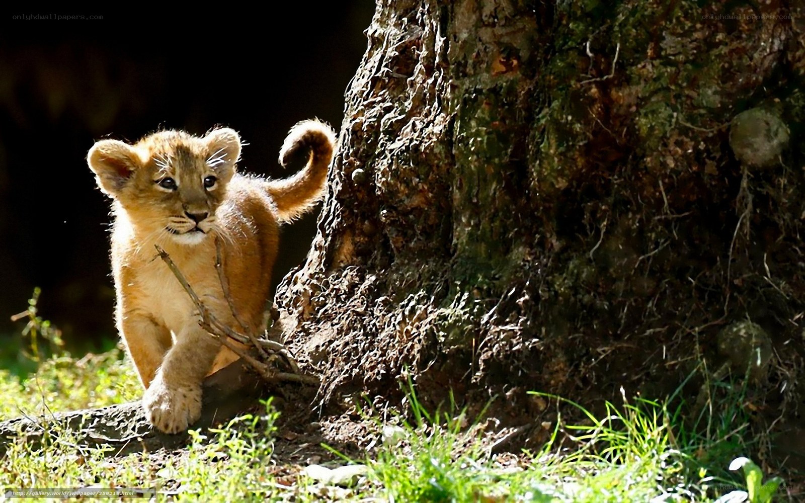Lion cub near tree