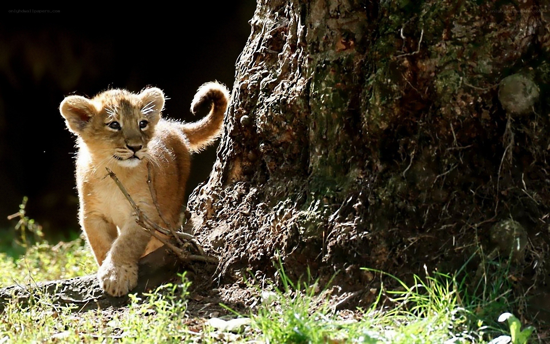 Lion cub near tree