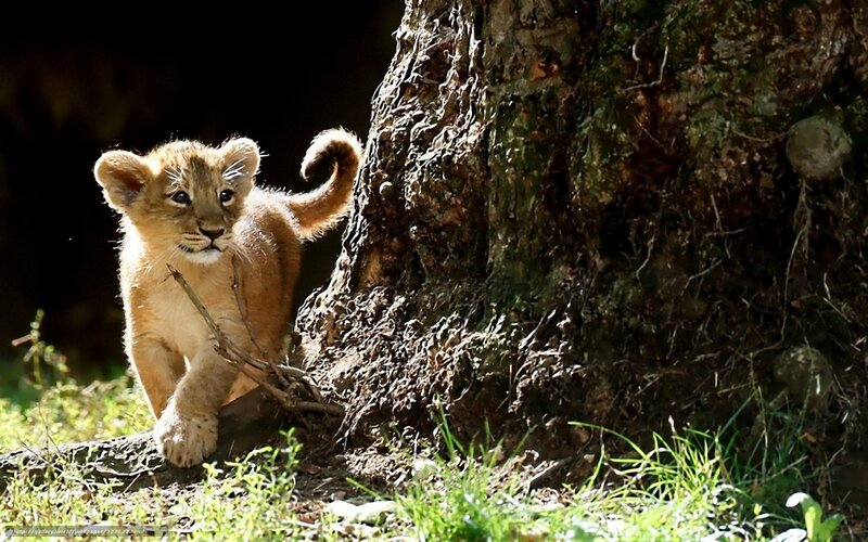 Lion cub near tree