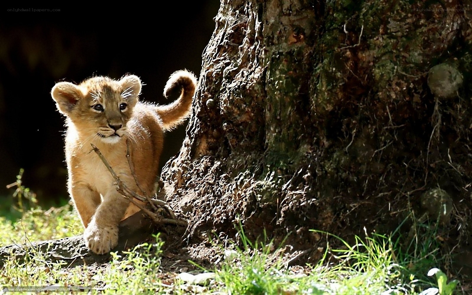 Lion cub near tree