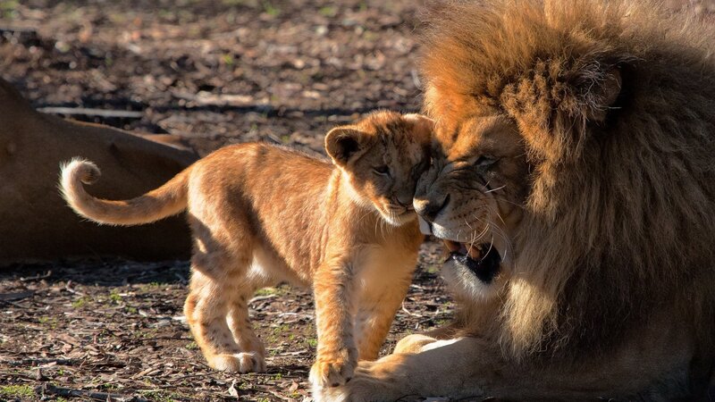 Lion Cub Nuzzling Adult Lion — Brown