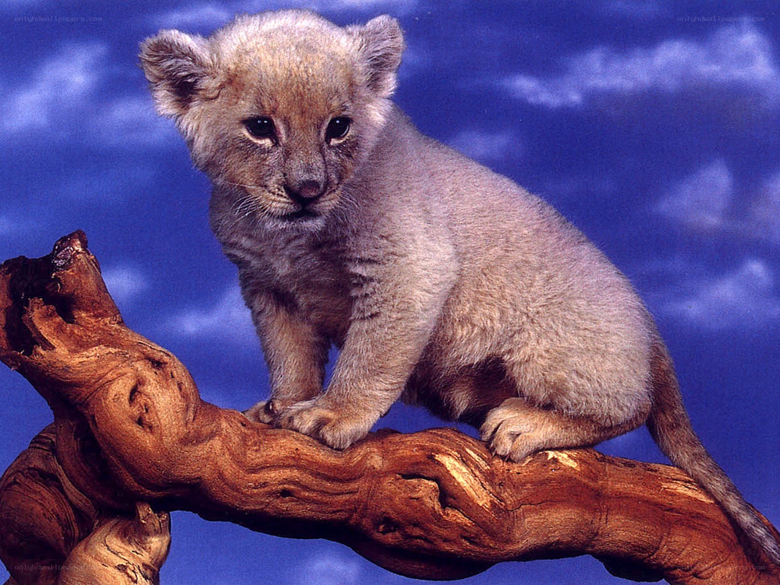 lion cub on a branch