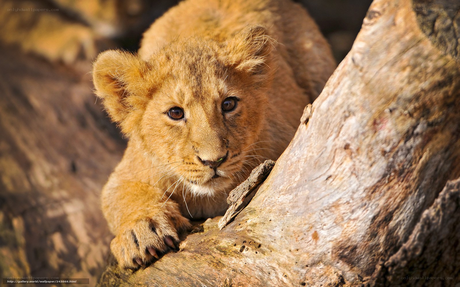 lion cub on a log