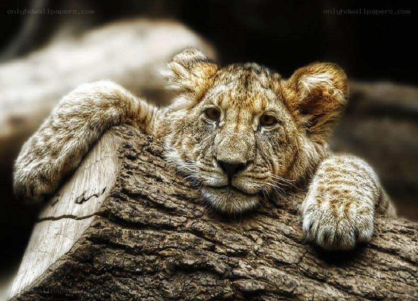 lion cub on a log