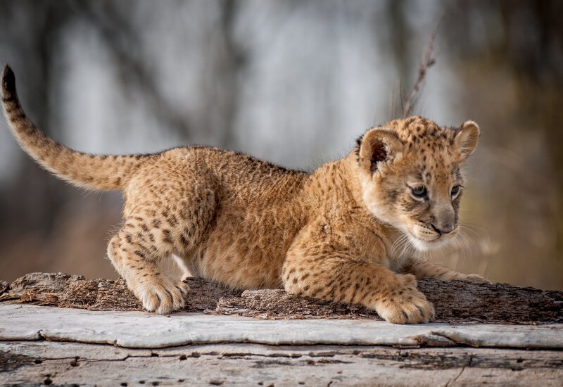 lion cub on a log