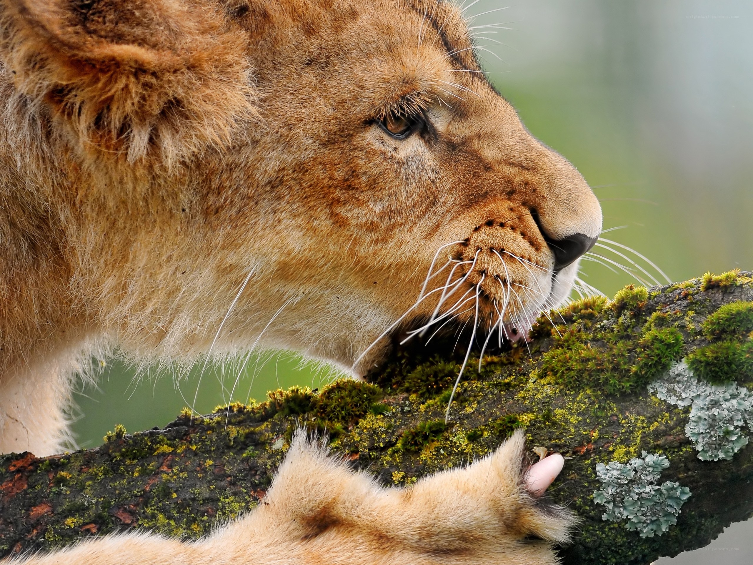 Lion cub on a mossy branch
