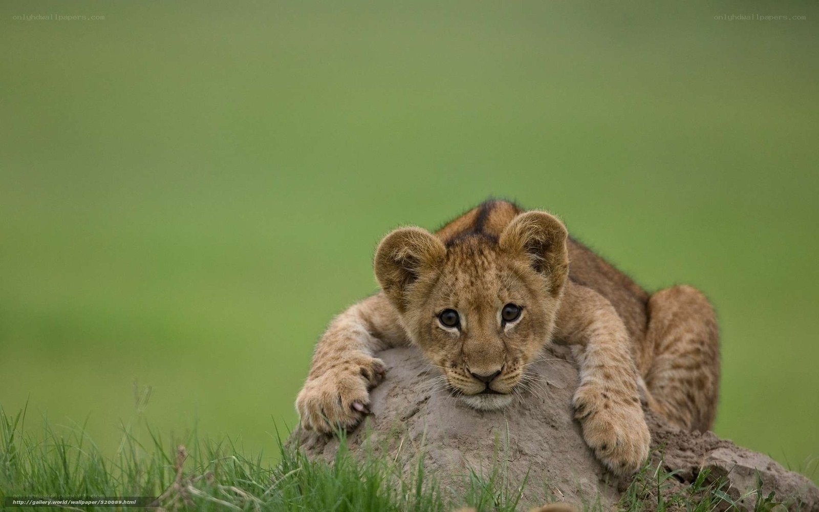 lion cub on a mound