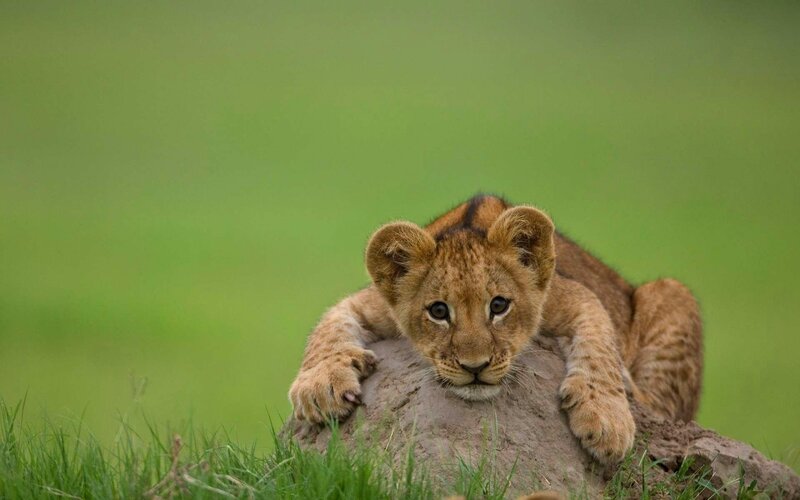 lion cub on a mound