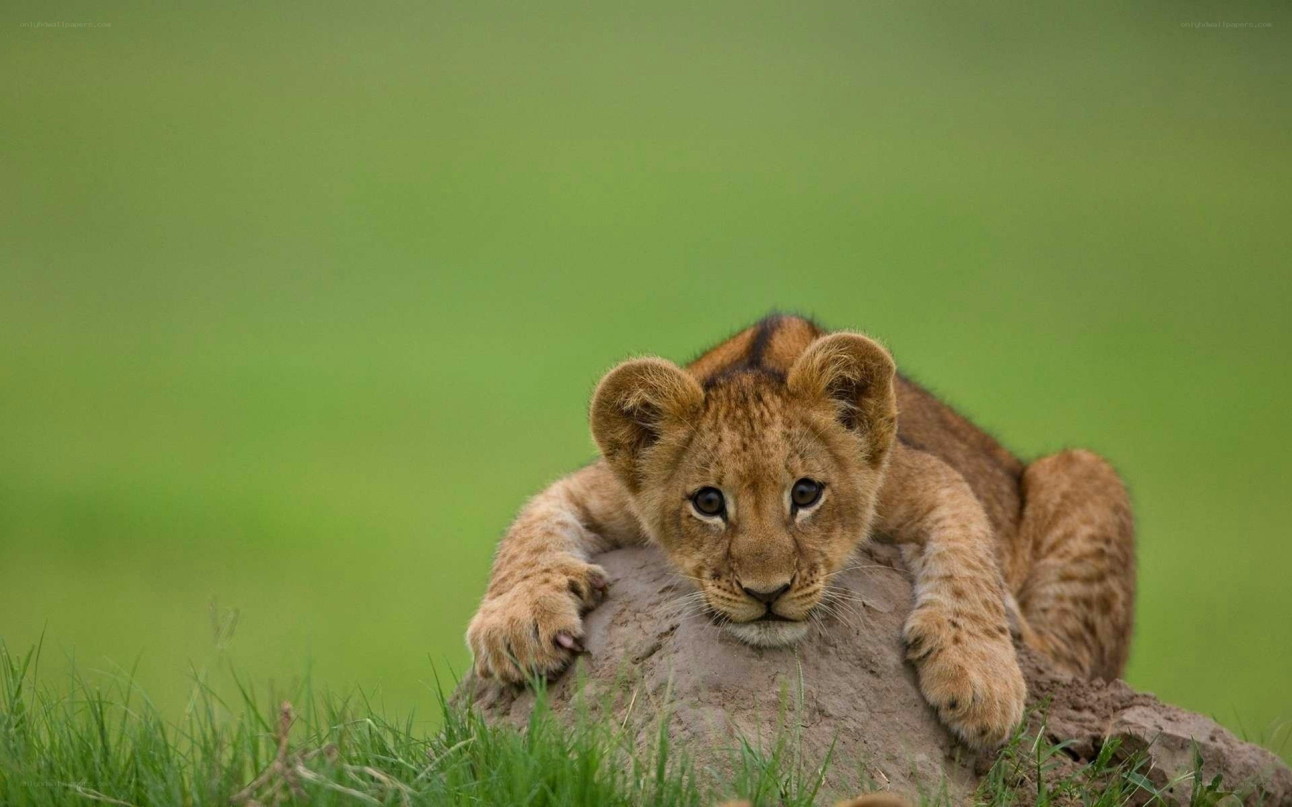 lion cub on a mound