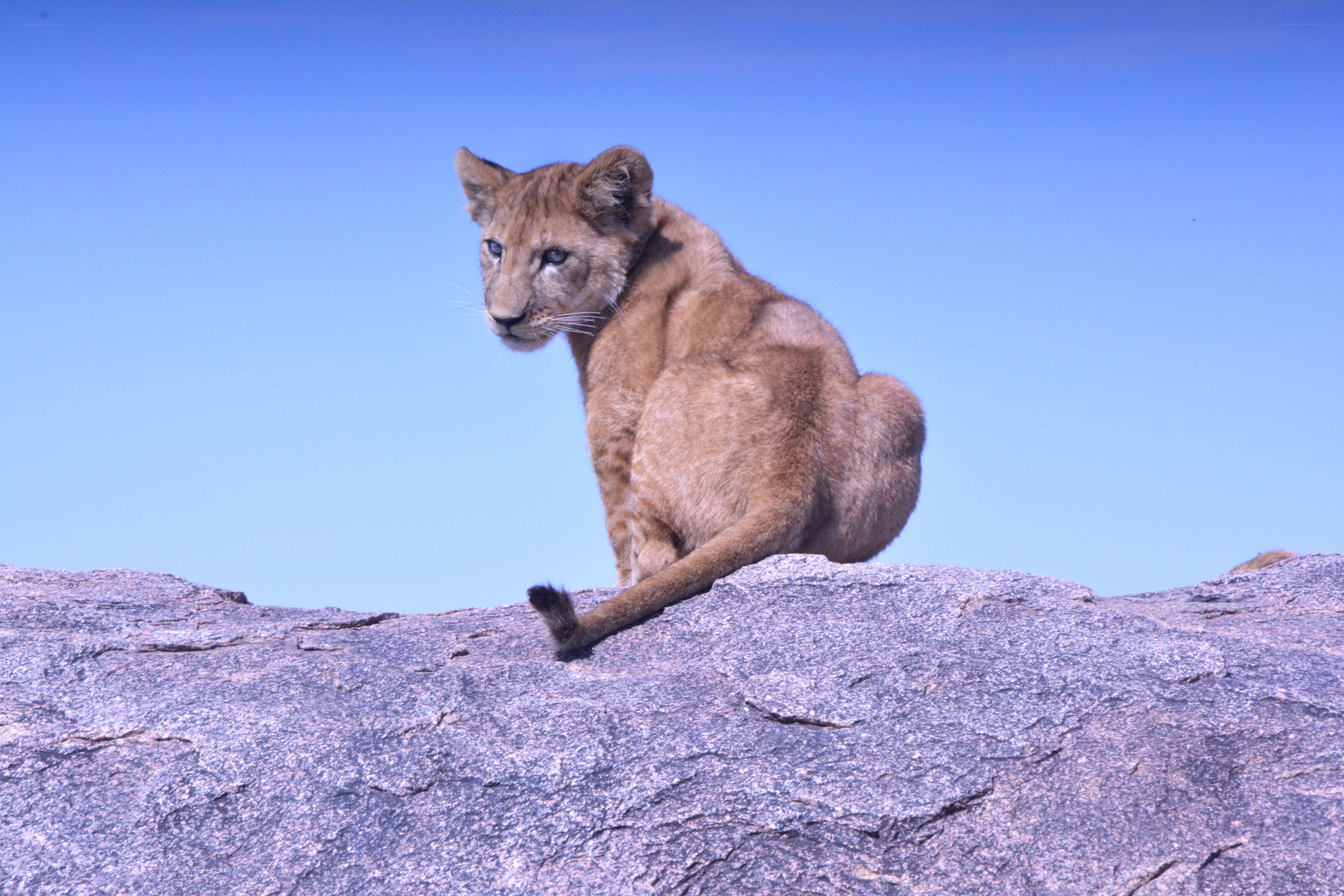 lion cub on a rock