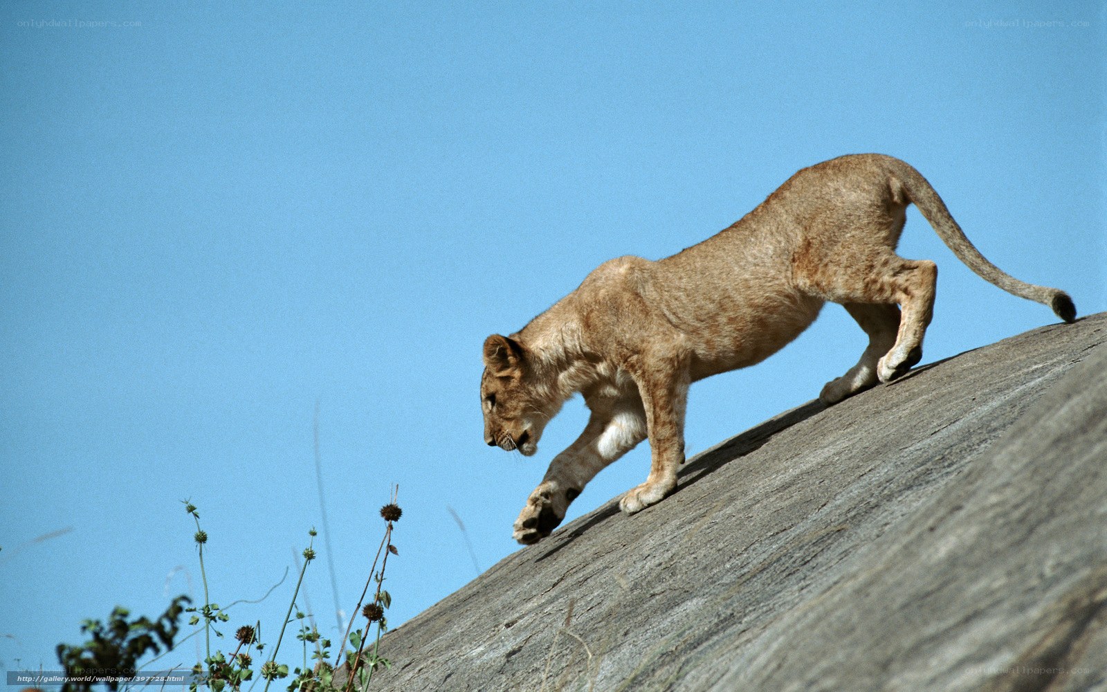 lion cub on a rock