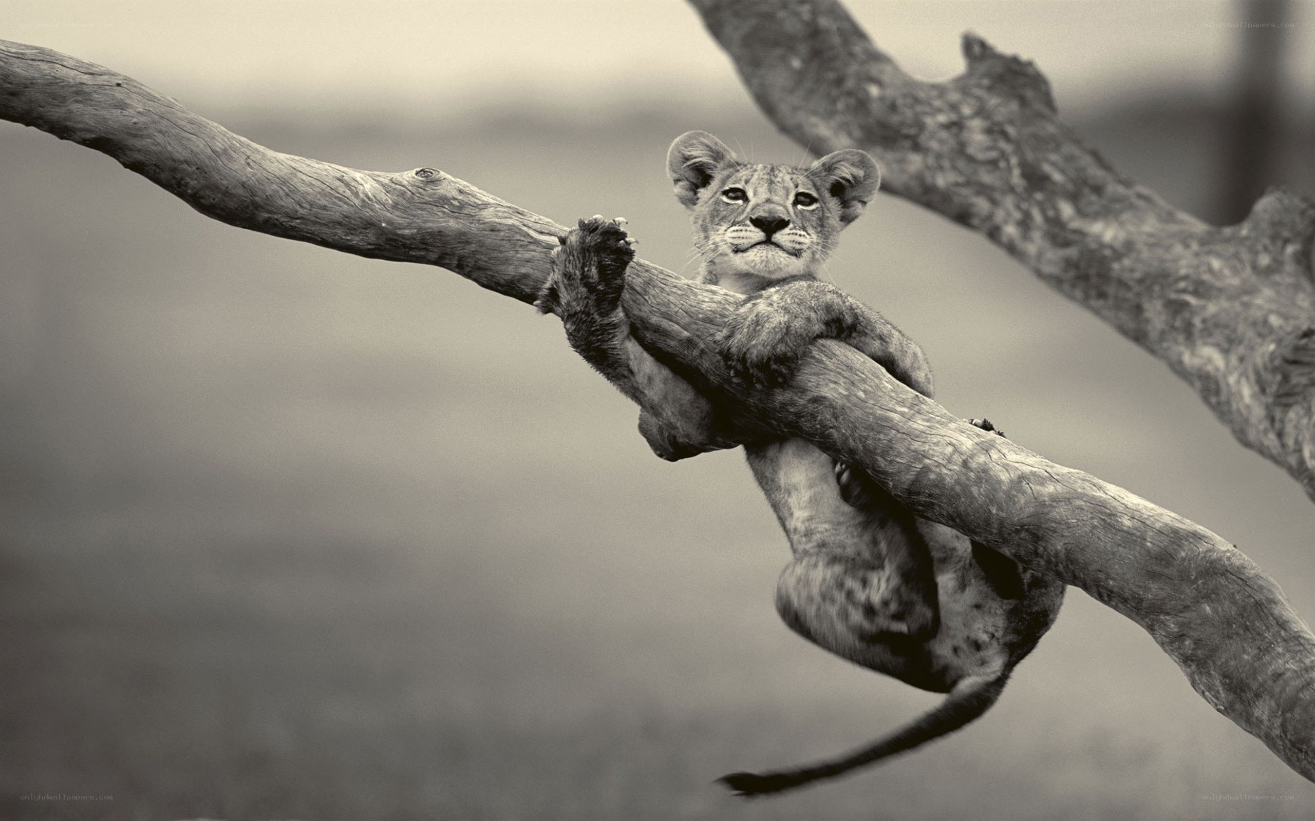Lion cub on a tree branch