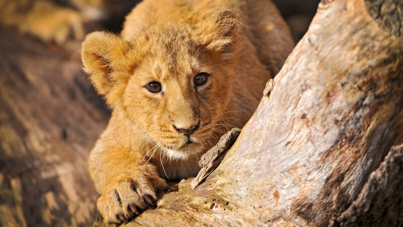 lion cub on a tree trunk