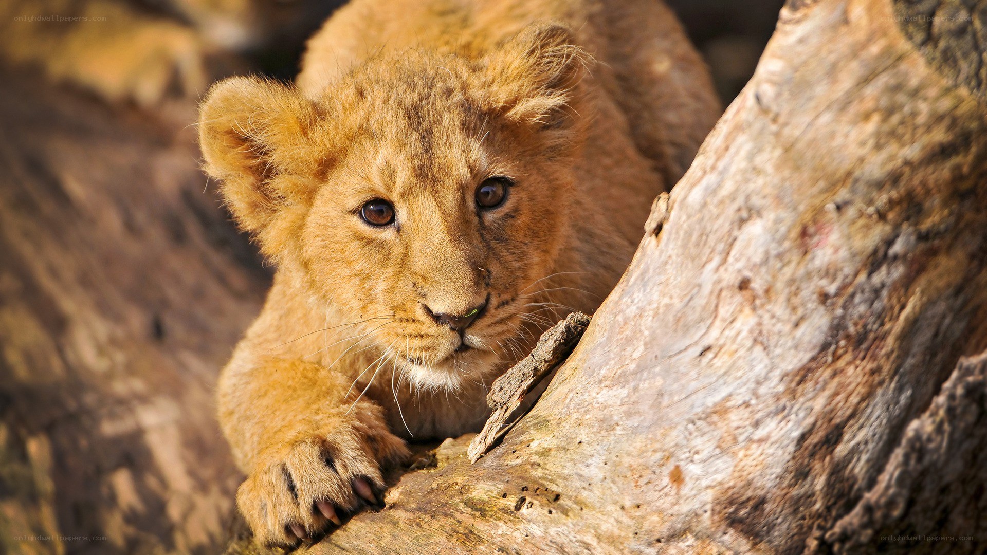 lion cub on a tree trunk