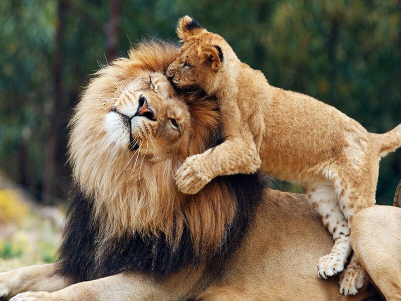 Lion cub on adult lion