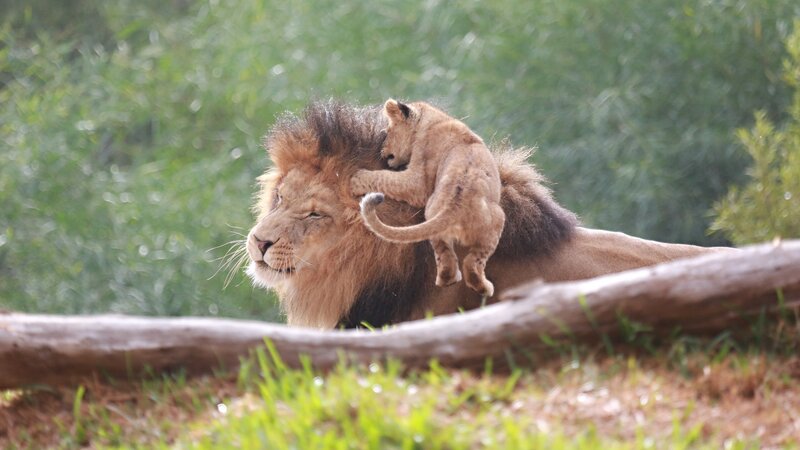 Lion Cub on Adult Lion — Brown, Calm, Afternoon