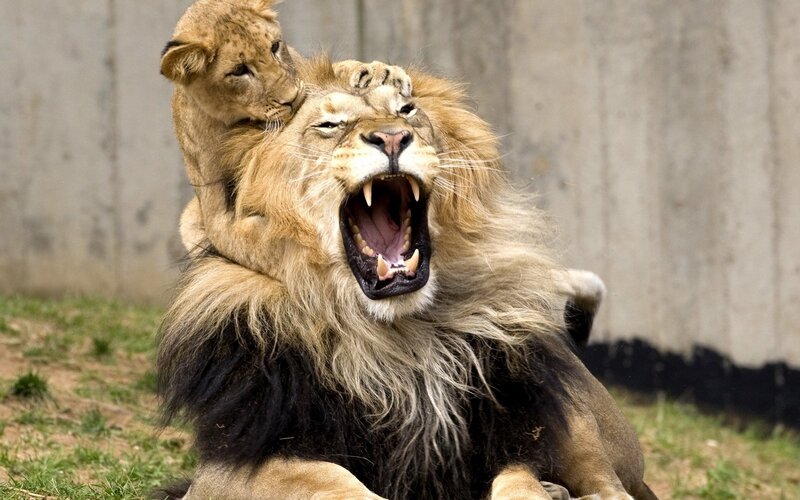 Lion Cub on Adult Lion — Brown, Dramatic