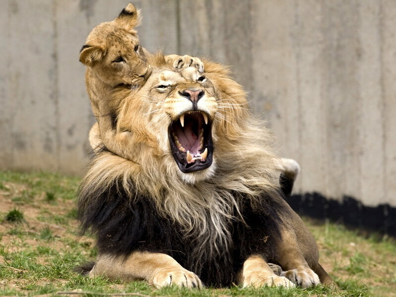 Lion Cub on Adult Lion — Brown