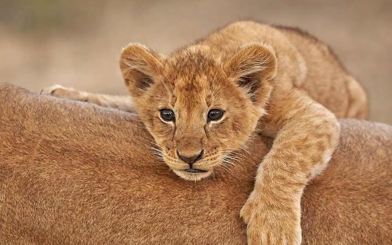 Lion Cub on Adult