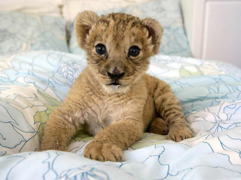 Lion Cub on Bed — Blue