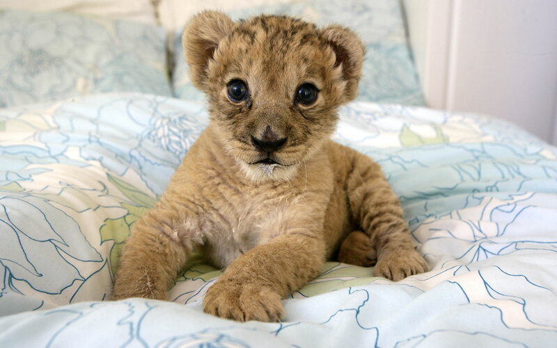 Lion Cub on Bed — Brown