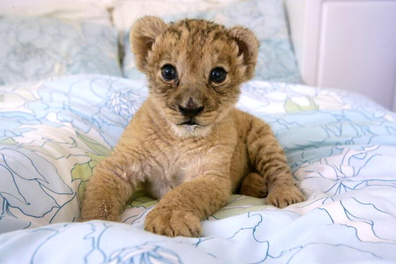 Lion Cub on Bed