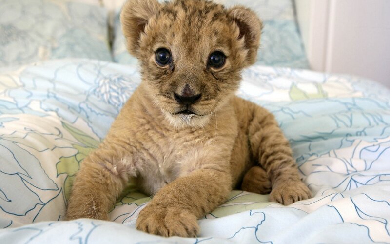 Lion Cub on Blanket — Brown