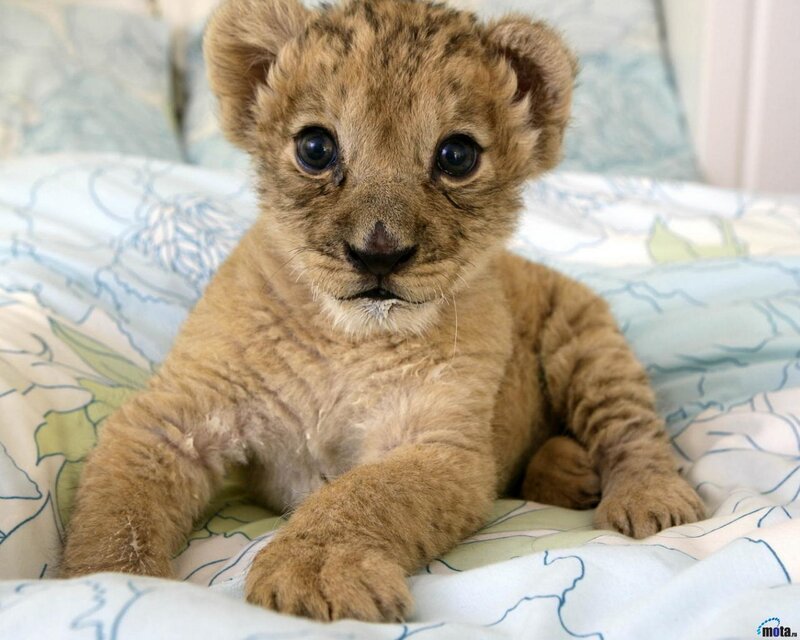Lion Cub on Blanket