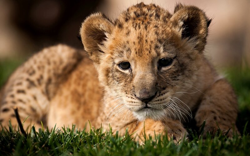 Lion Cub on Grass — Brown