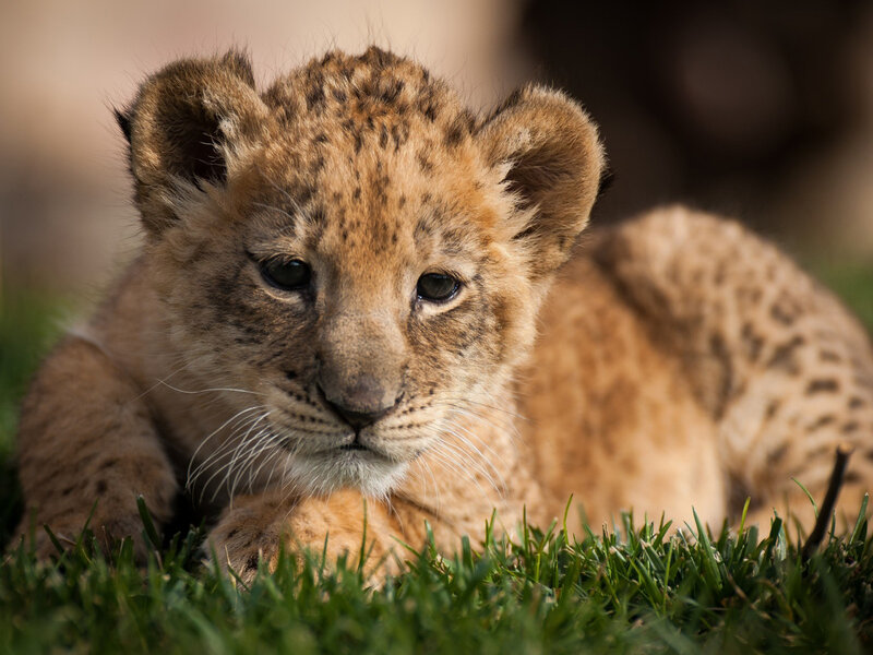 Lion Cub on Grass
