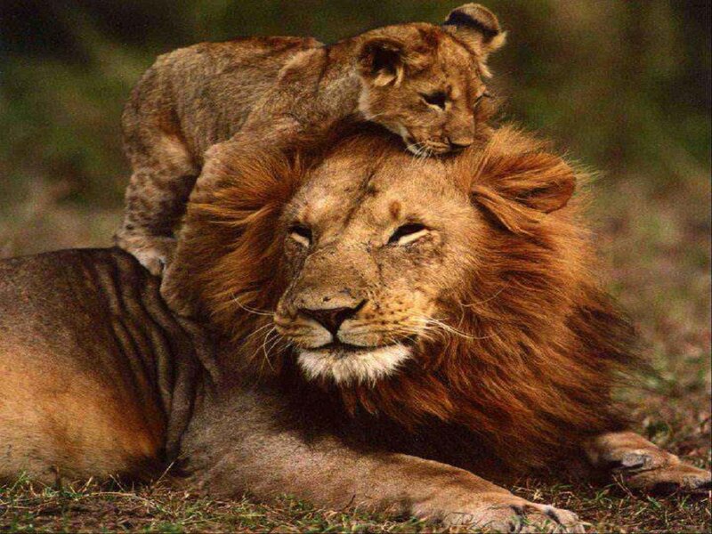 Lion Cub on Lion — Brown, Calm