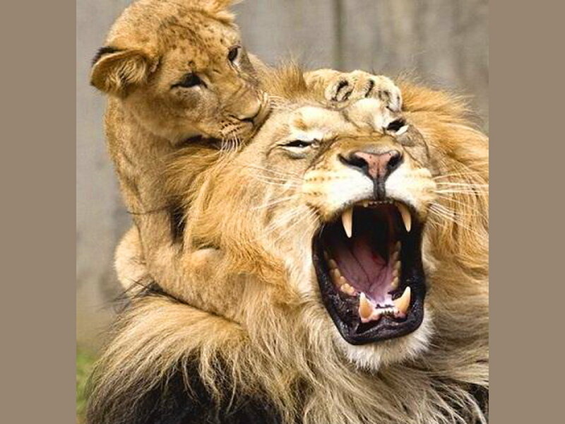 Lion Cub on Lion — Brown, Dramatic