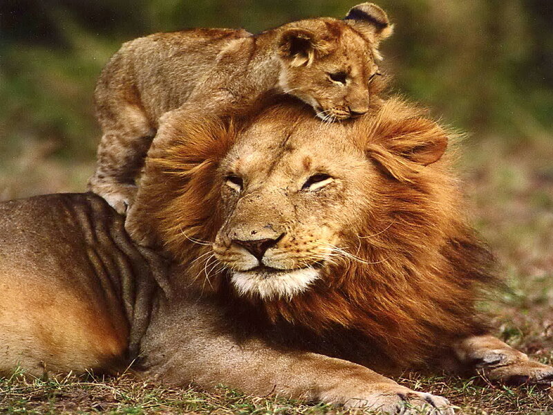 Lion Cub on Lion