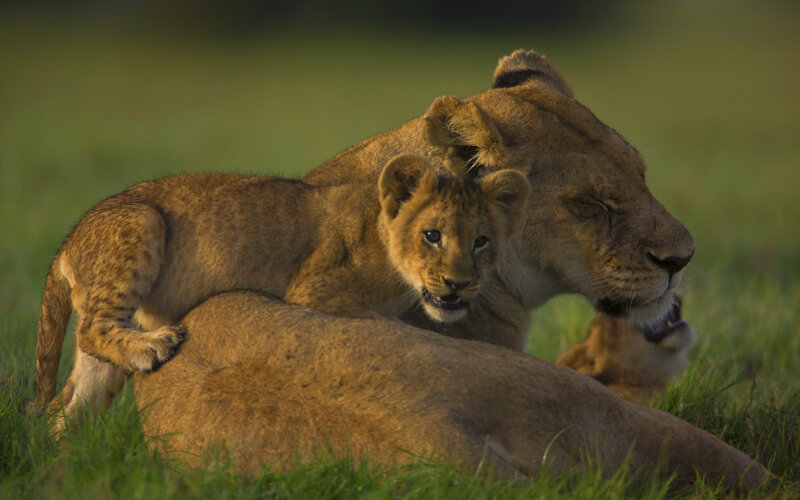 Lion Cub on Lioness — Brown, Calm, Sunset