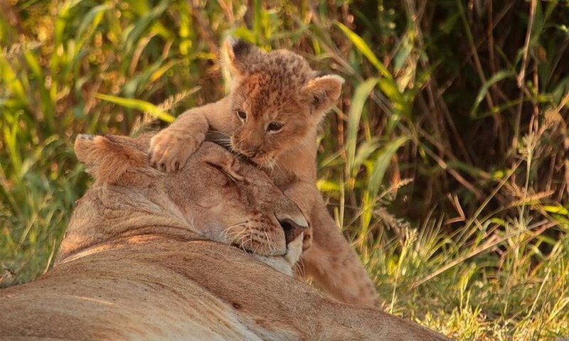 Lion Cub on Lioness — Brown, Calm