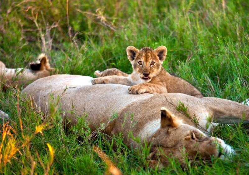 Lion Cub on Lioness