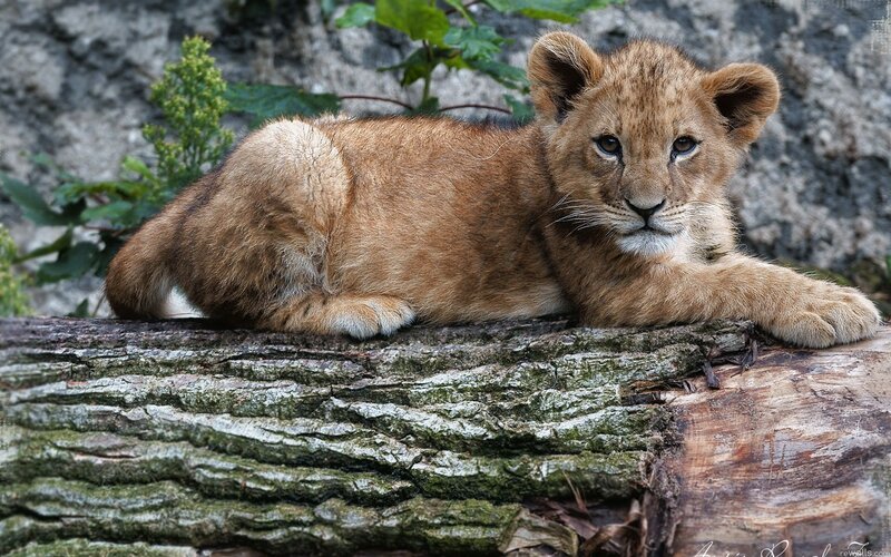 Lion Cub on Log — Brown, Calm, Photograph, Rock, Plant
