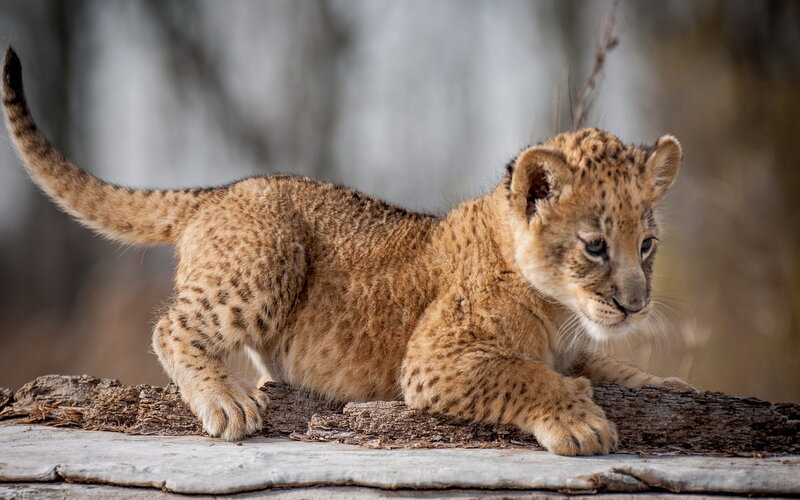 Lion Cub on Log — Brown, Calm, Photograph