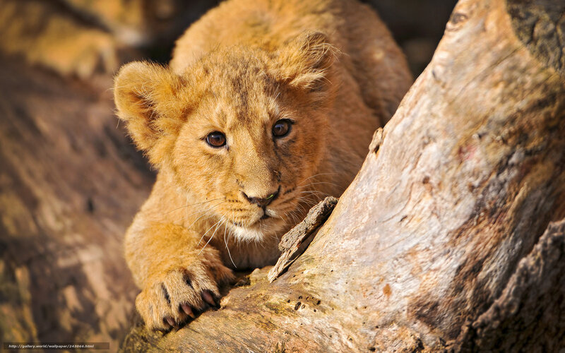 Lion Cub on Log — Brown, Curious, Afternoon