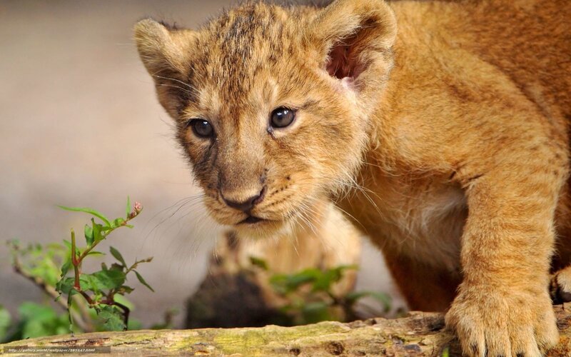 Lion Cub on Log — Brown, Curious, Photograph, Plant